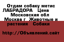 Отдам собаку метис ЛАБРАДОРА › Цена ­ 10 - Московская обл., Москва г. Животные и растения » Собаки   